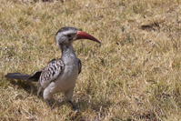 Tockus erythrorhynchus